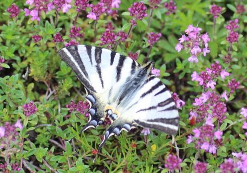 Réf. 242 110 : Iphiclides podalirius